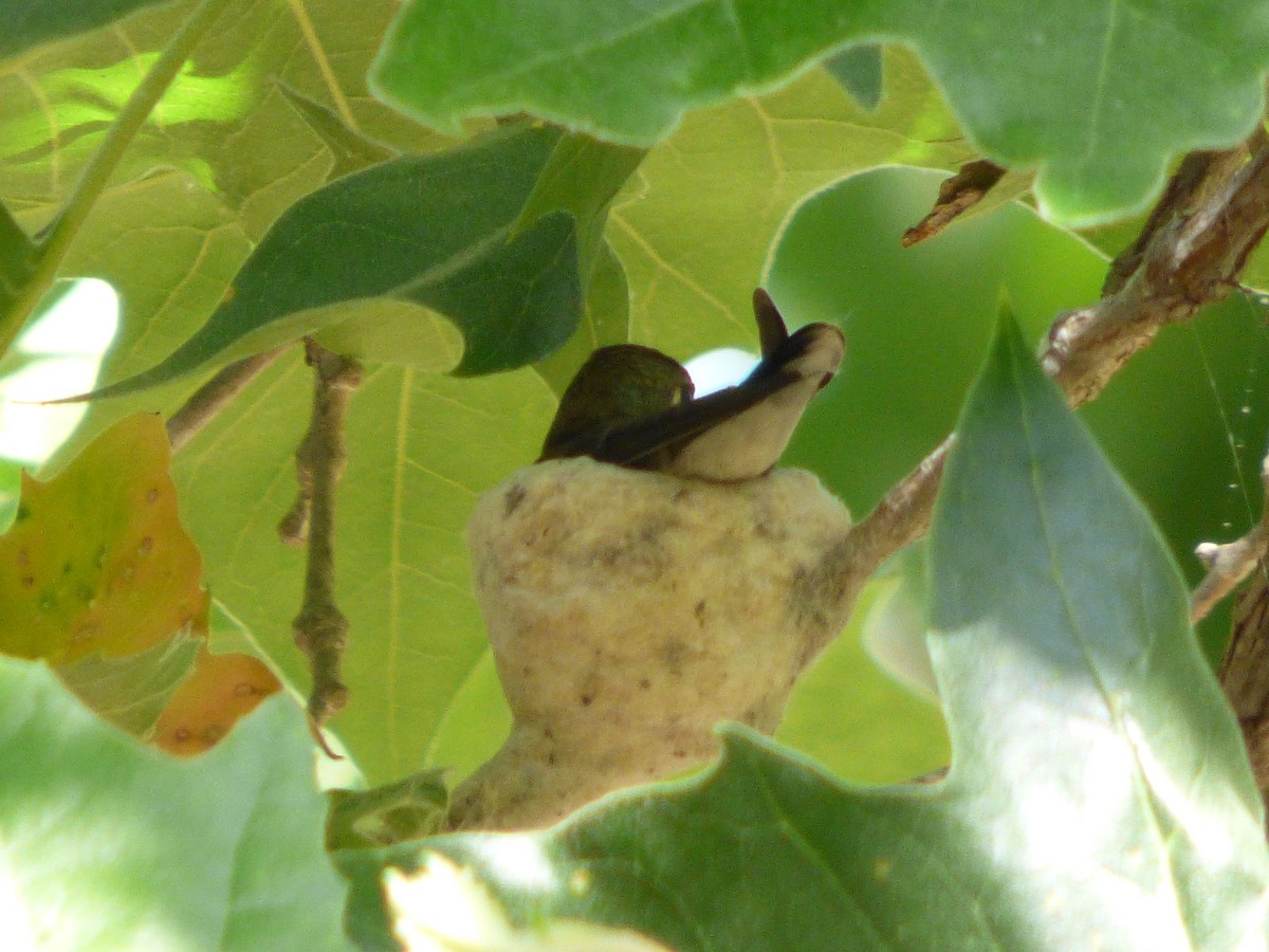 Black-chinned Hummingbird - ML127110311
