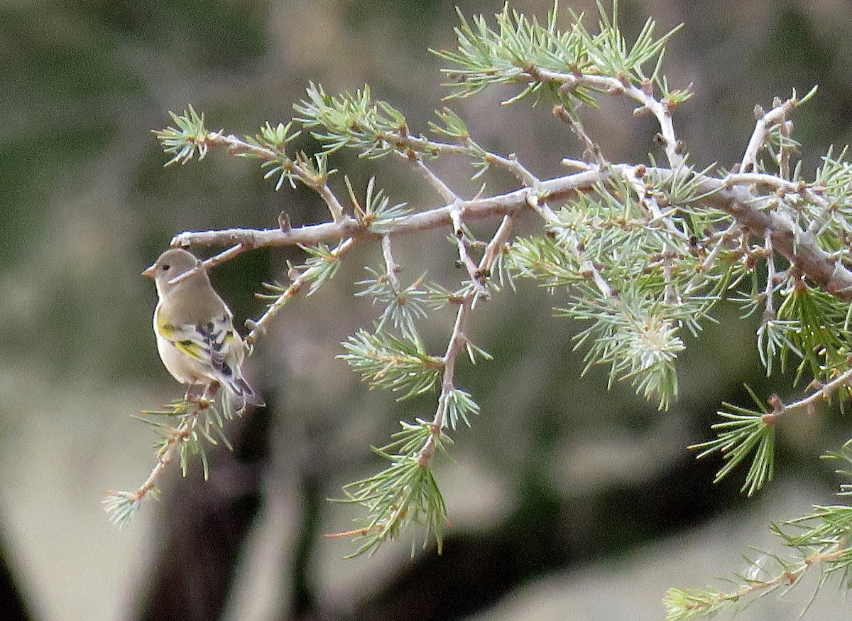 Lawrence's Goldfinch - Ed Dunn