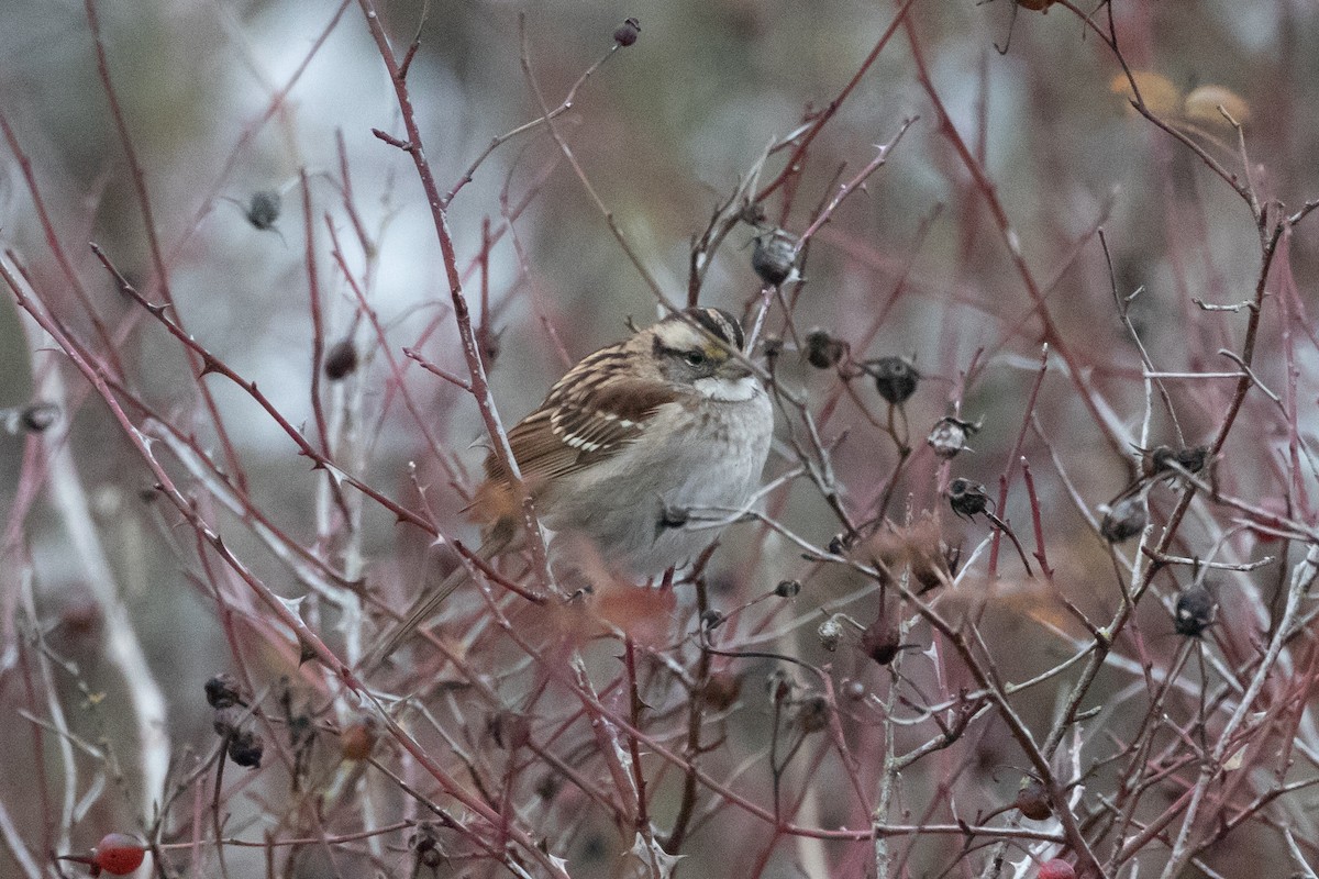 White-throated Sparrow - Audrey Addison