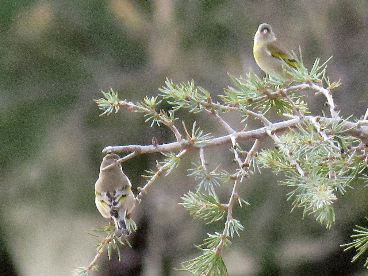 Lawrence's Goldfinch - Ed Dunn