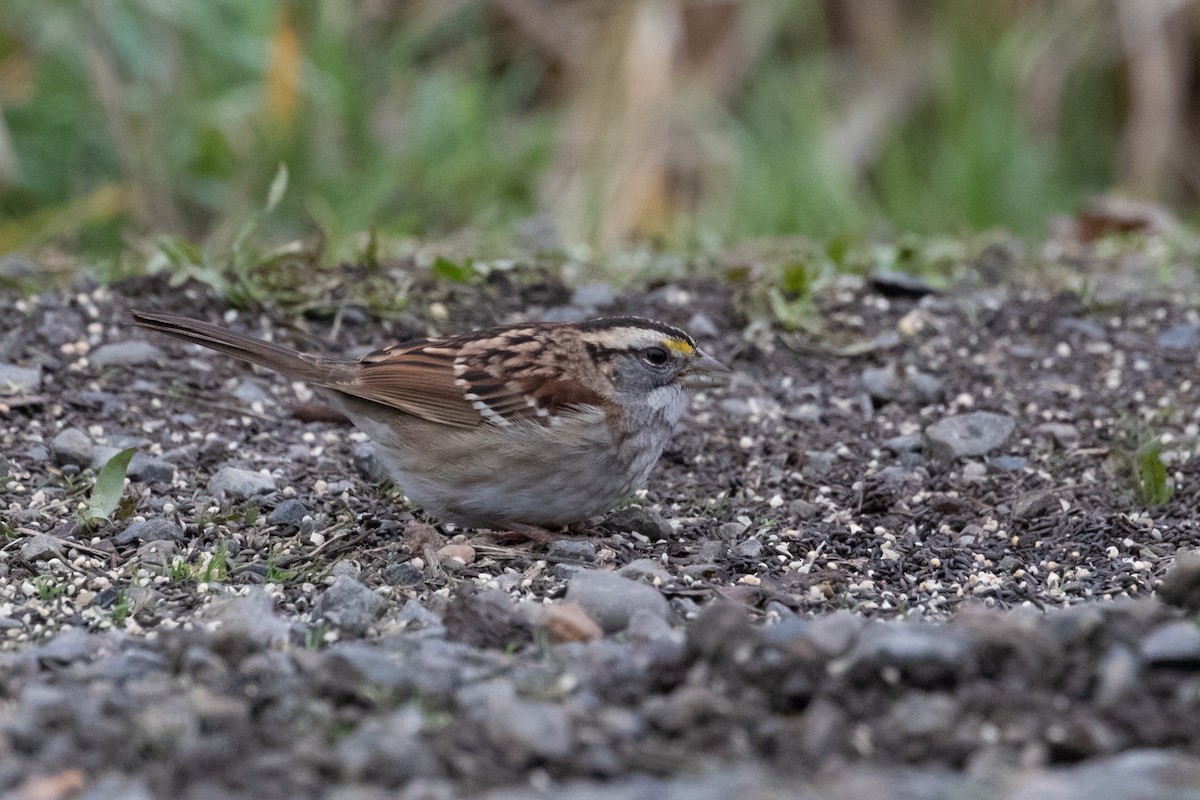 White-throated Sparrow - Audrey Addison