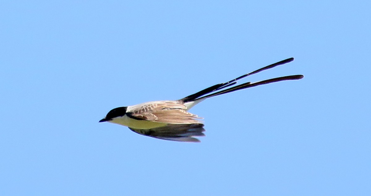 Fork-tailed Flycatcher - ML127113981