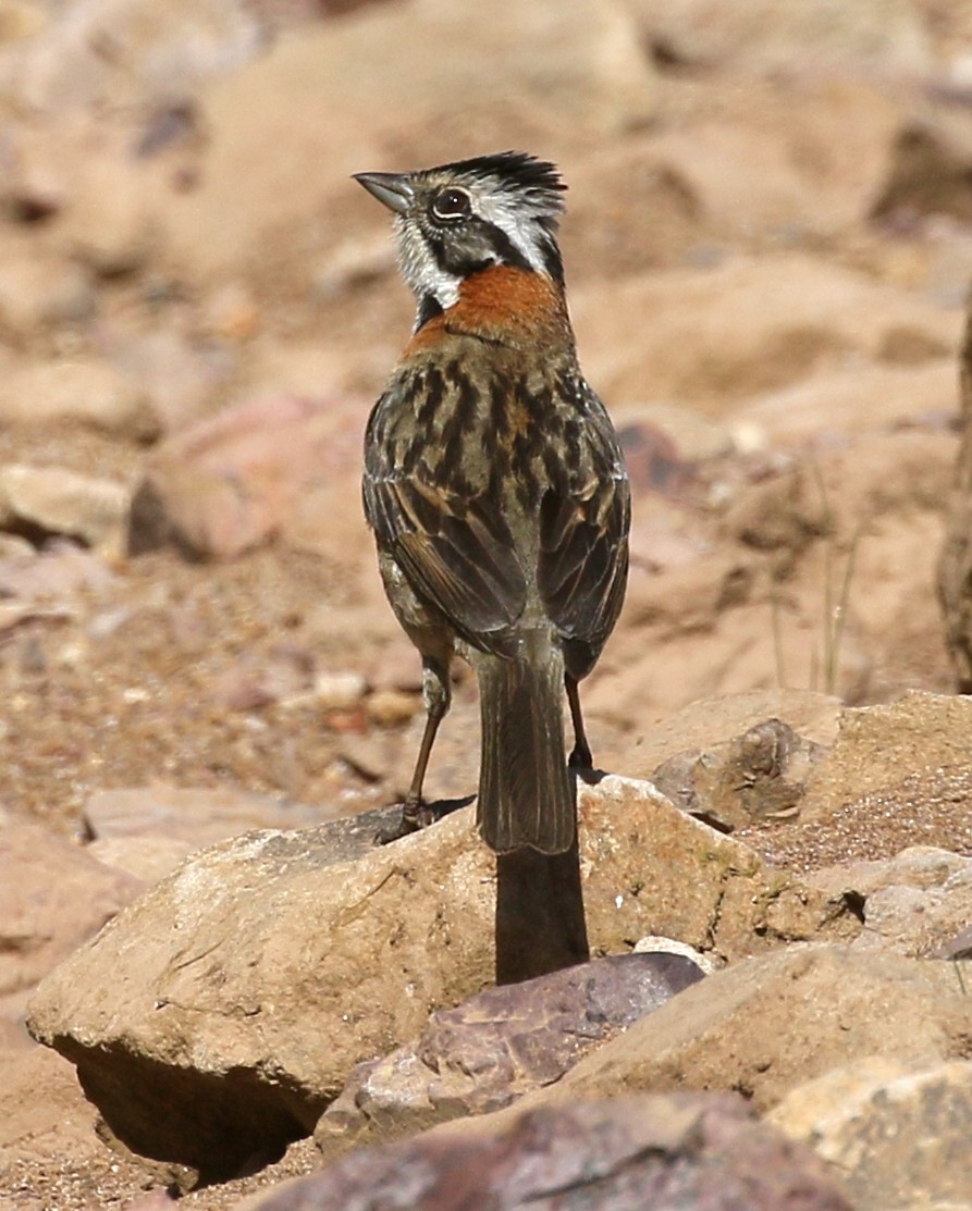 Rufous-collared Sparrow - ML127114131