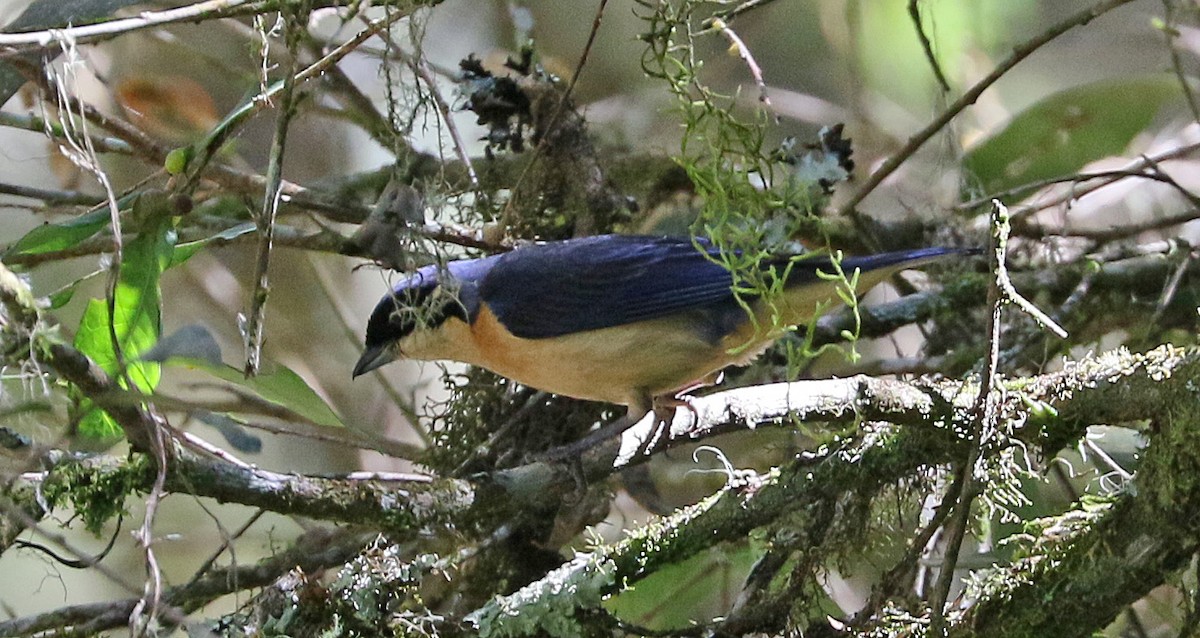 Fawn-breasted Tanager - ML127114191