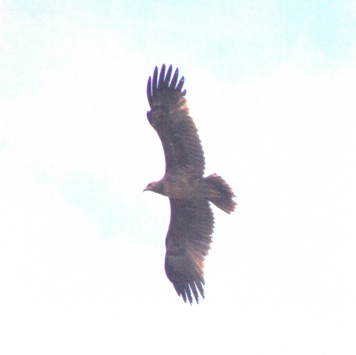 Indian Spotted Eagle - ML127115751