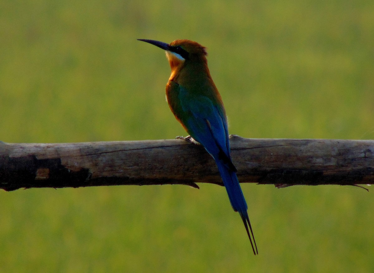 Blue-tailed Bee-eater - ML127116661