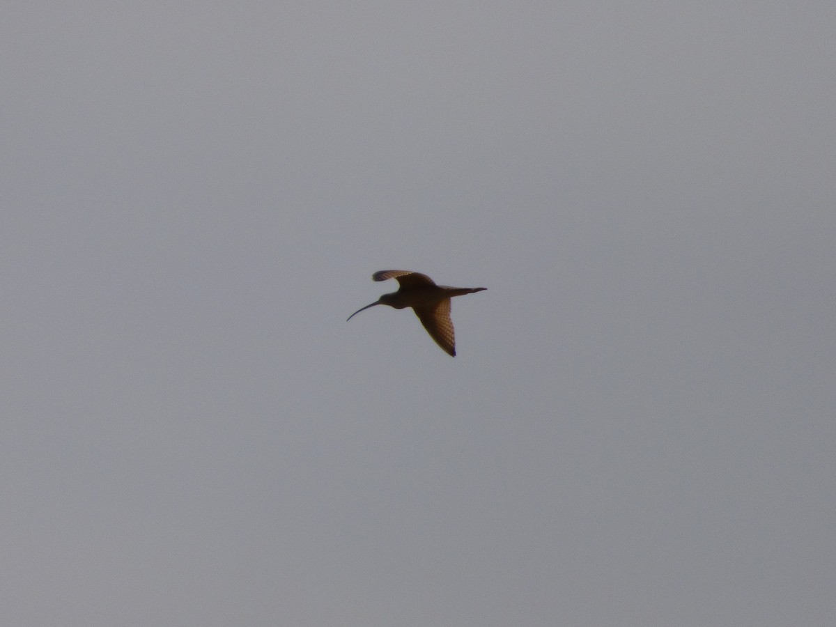 Long-billed Curlew - ML127118231