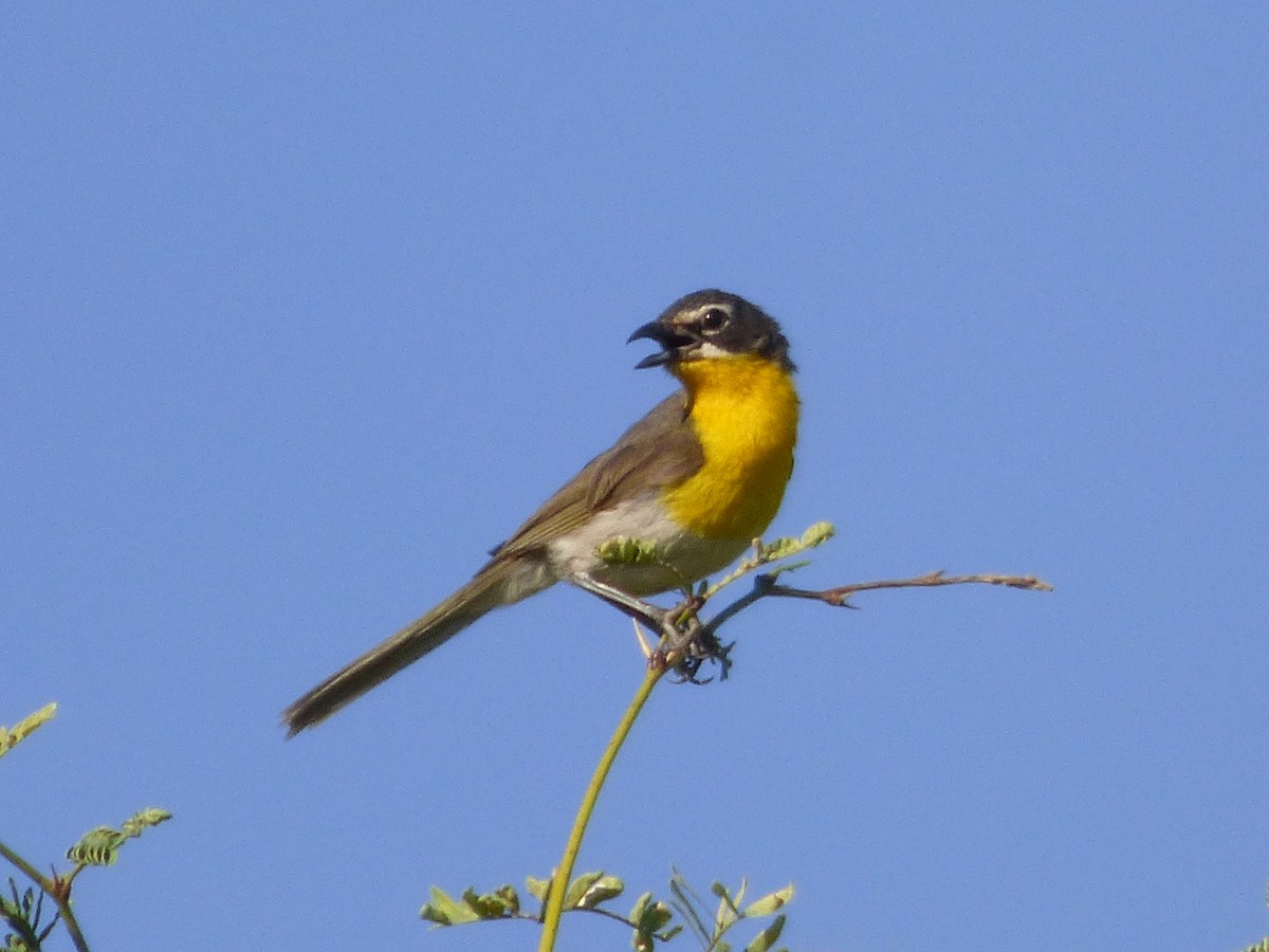 Yellow-breasted Chat - ML127118601