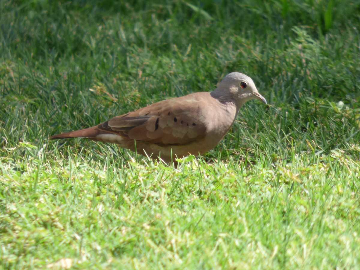 Ruddy Ground Dove - ML127119671