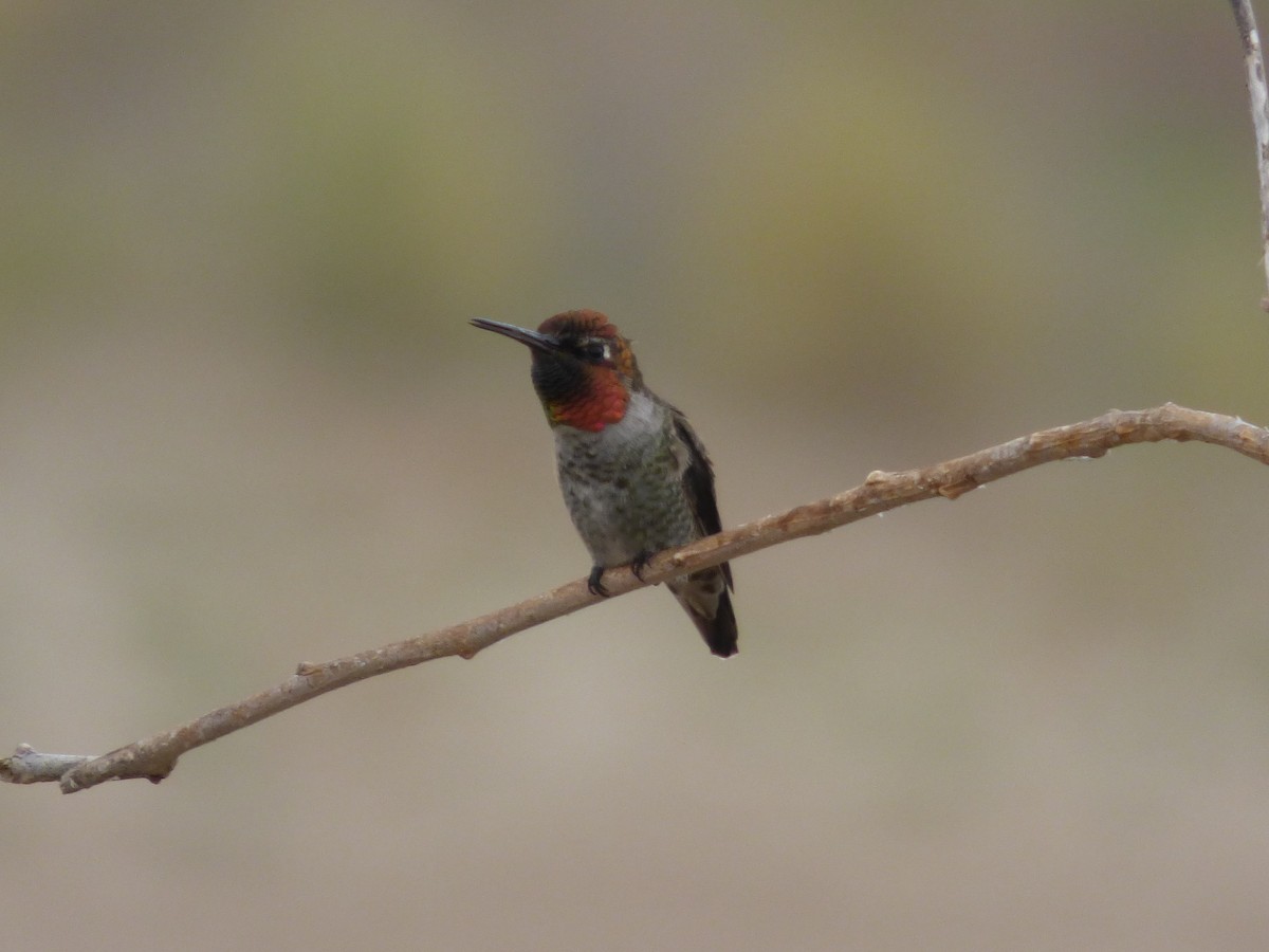 Anna's Hummingbird - Julie Szabo