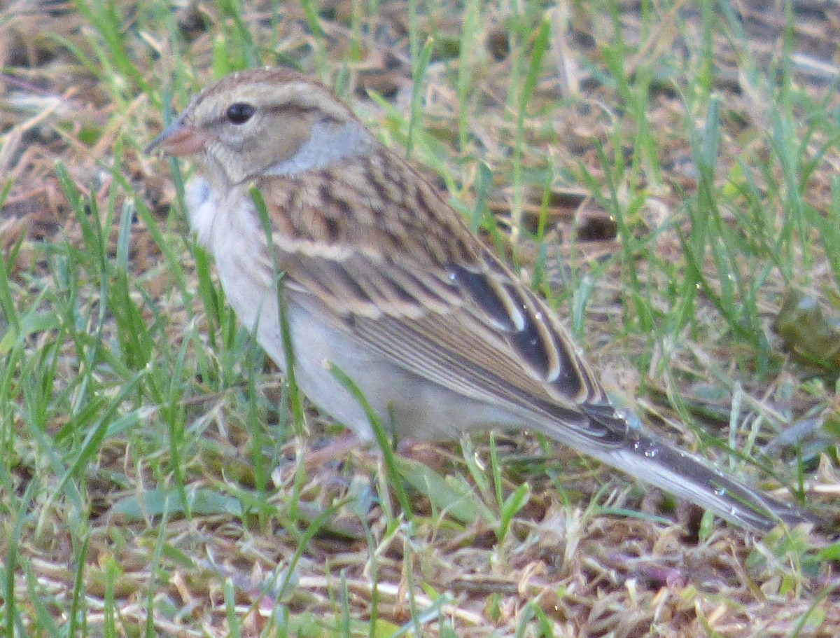 Chipping Sparrow - Julie Szabo