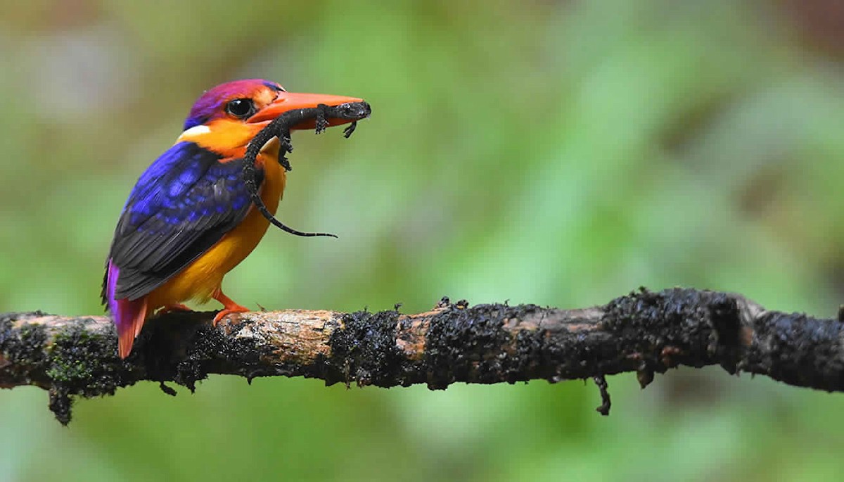 kingfisher sp. - Kishor Joshi