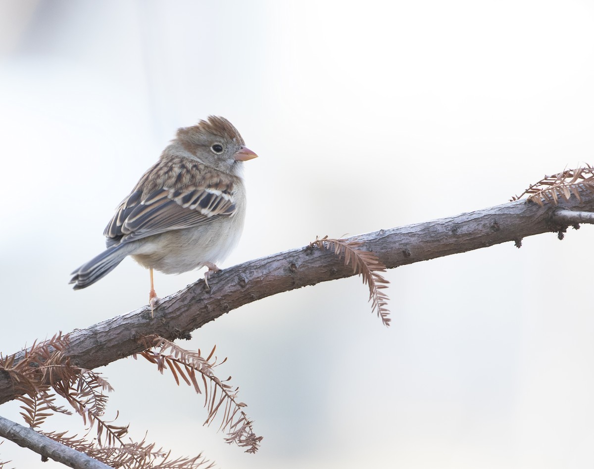 Field Sparrow - Heather Wolf