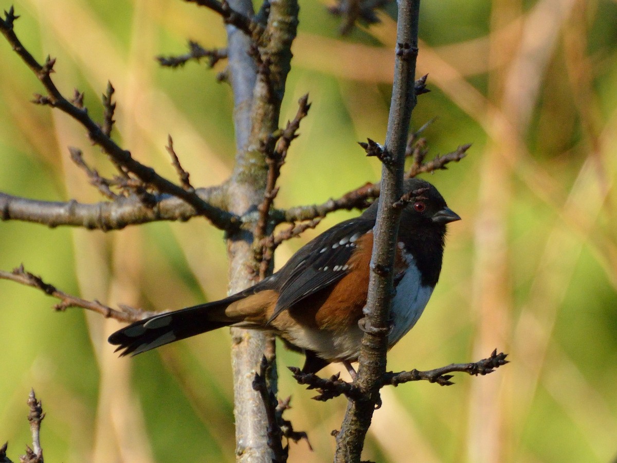 Spotted Towhee - ML127125401