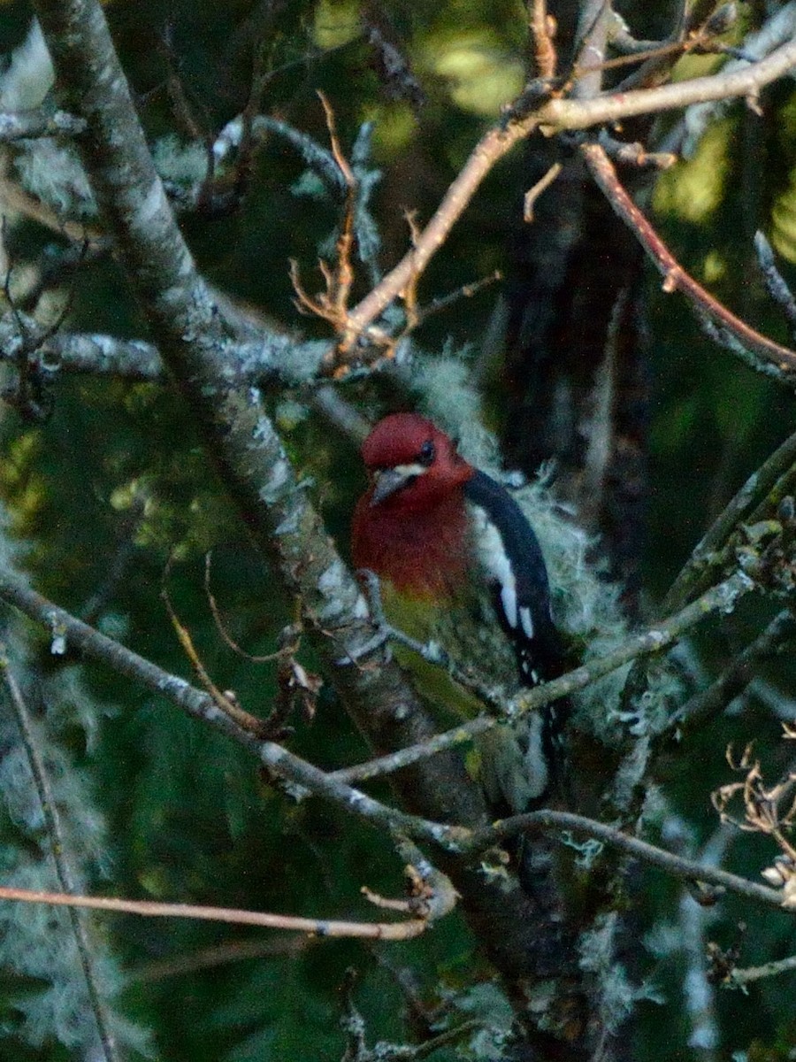 Red-breasted Sapsucker - Bente Torvund