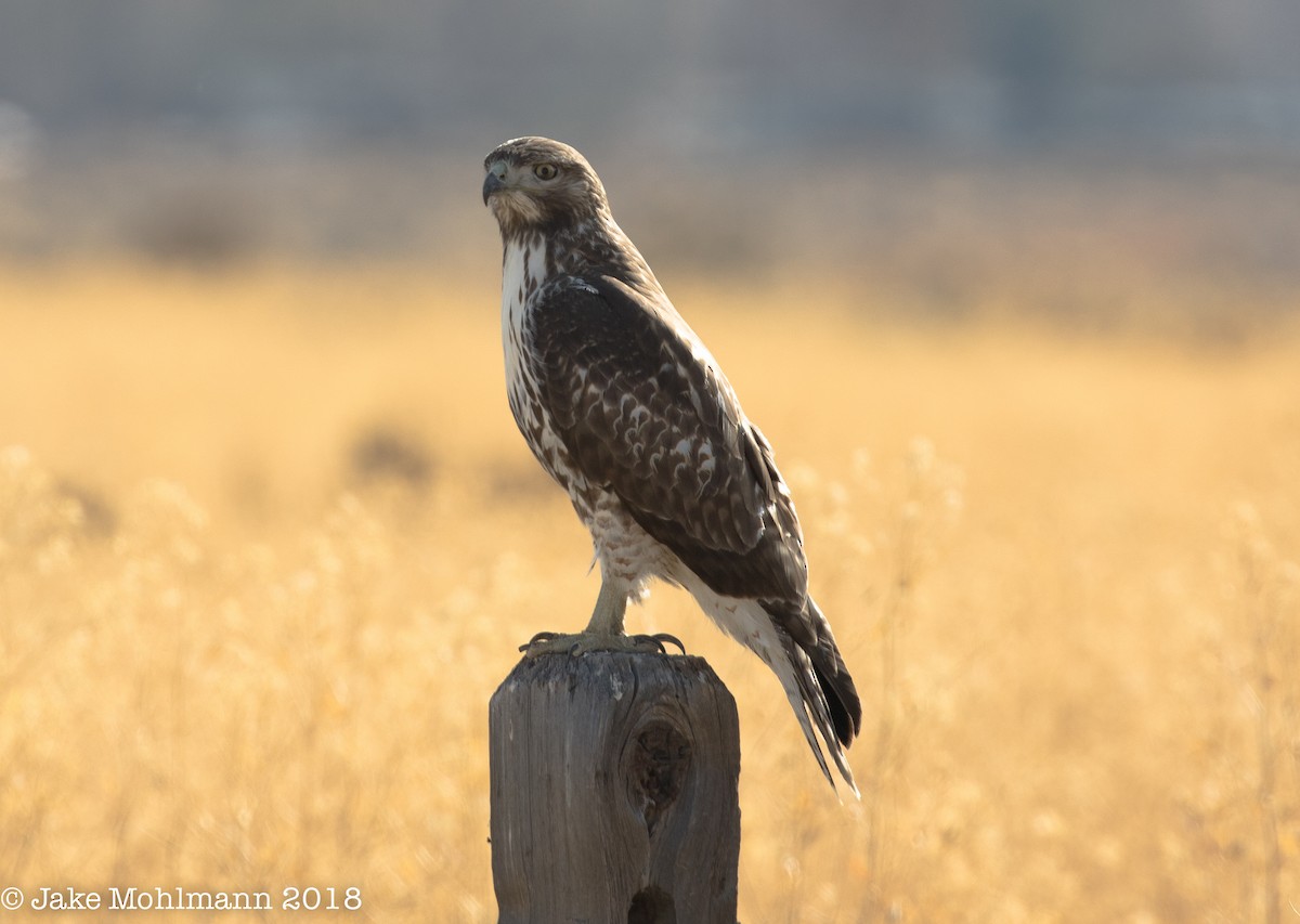 Red-tailed Hawk - ML127130731