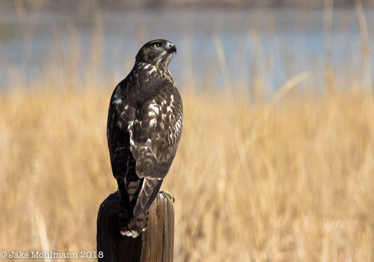 Red-tailed Hawk - ML127130751