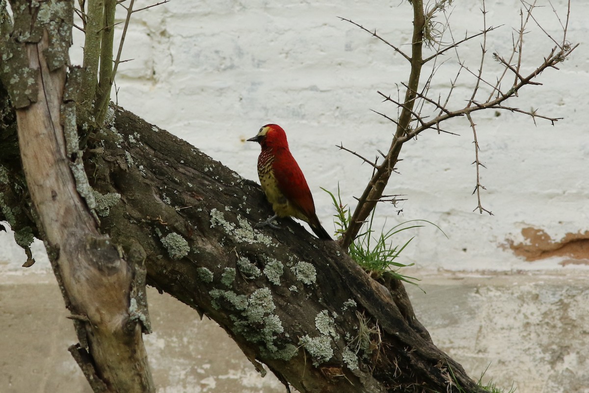 Crimson-mantled Woodpecker - ML127130821