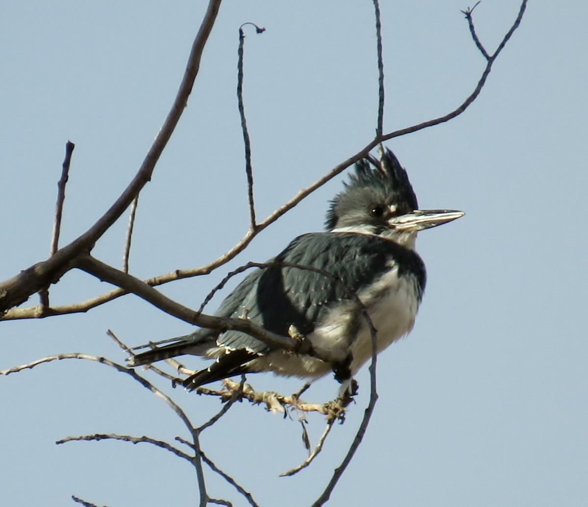 Belted Kingfisher - ML127142131