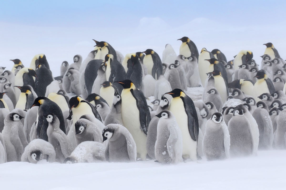 Emperor Penguin - Noah Strycker