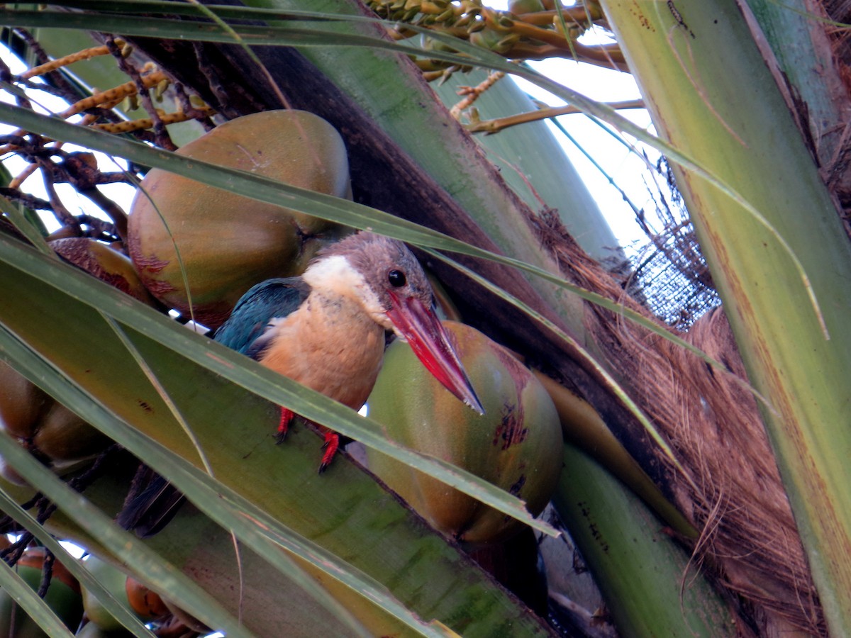 Stork-billed Kingfisher - SYAMILI MANOJ