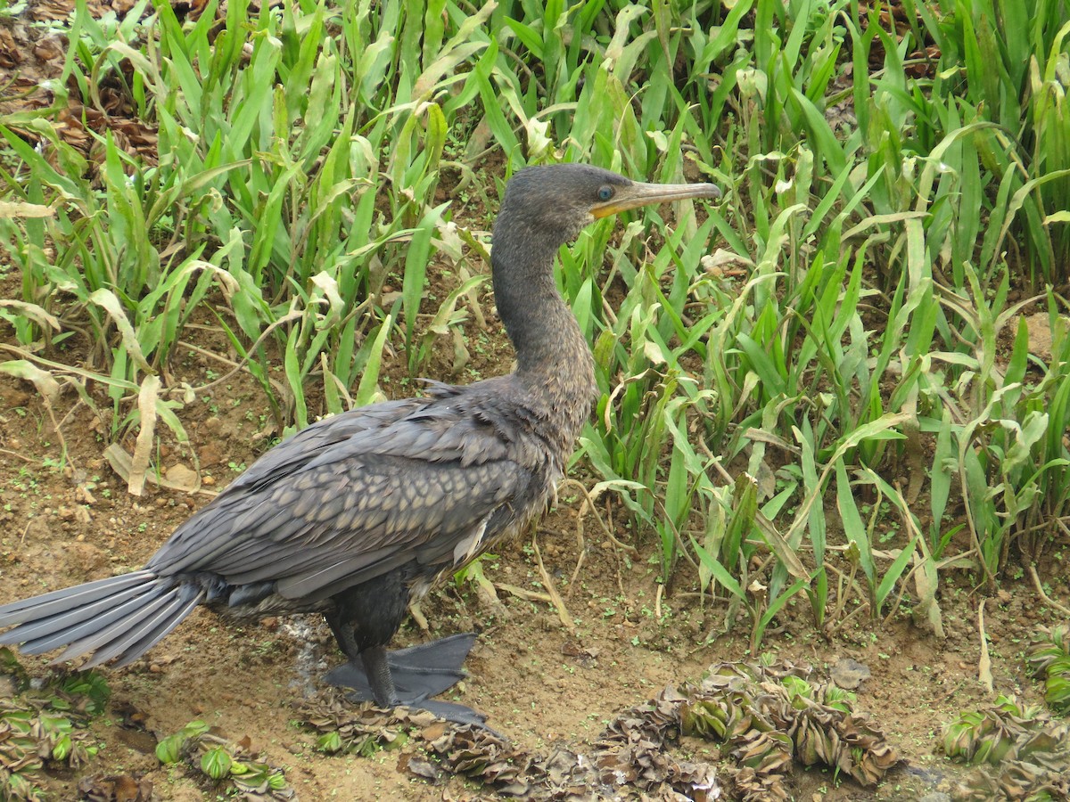 Indian Cormorant - SYAMILI MANOJ