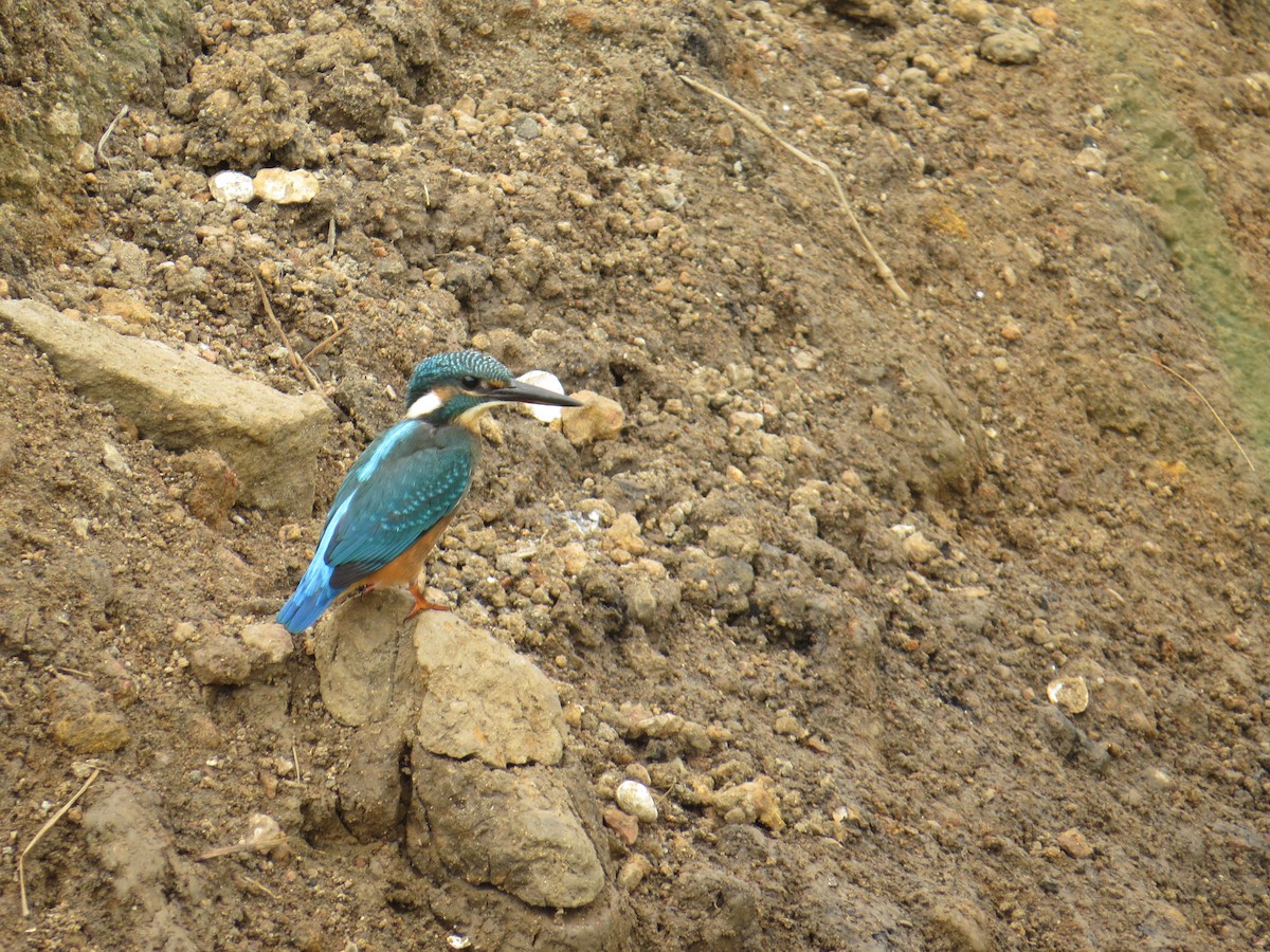 Common Kingfisher - SYAMILI MANOJ