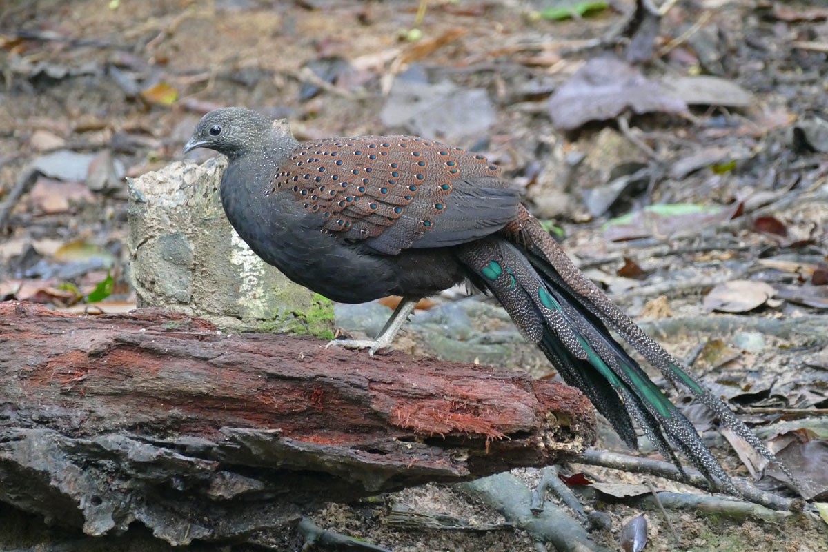 Mountain Peacock-Pheasant - Noah Strycker