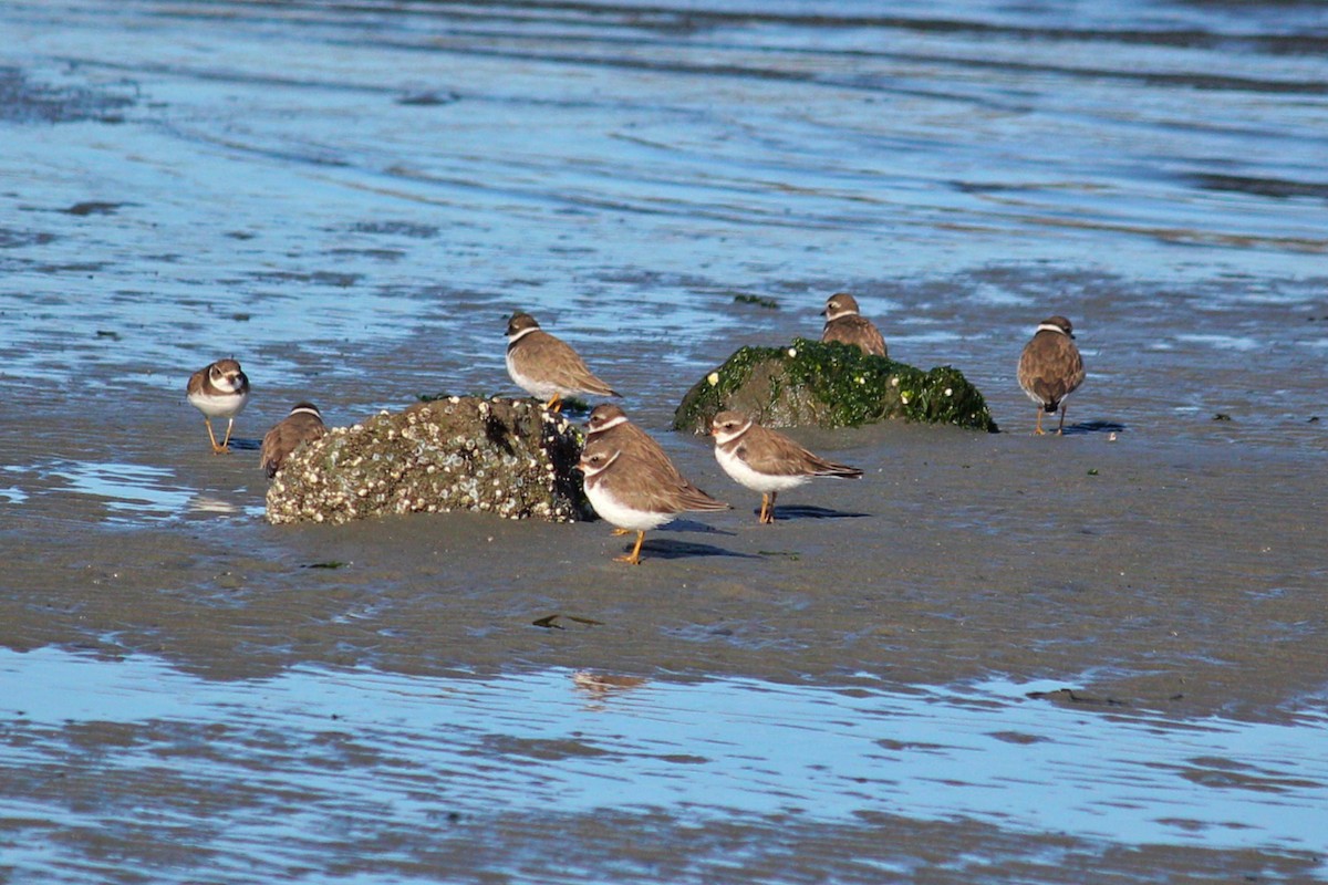 Semipalmated Plover - ML127145921