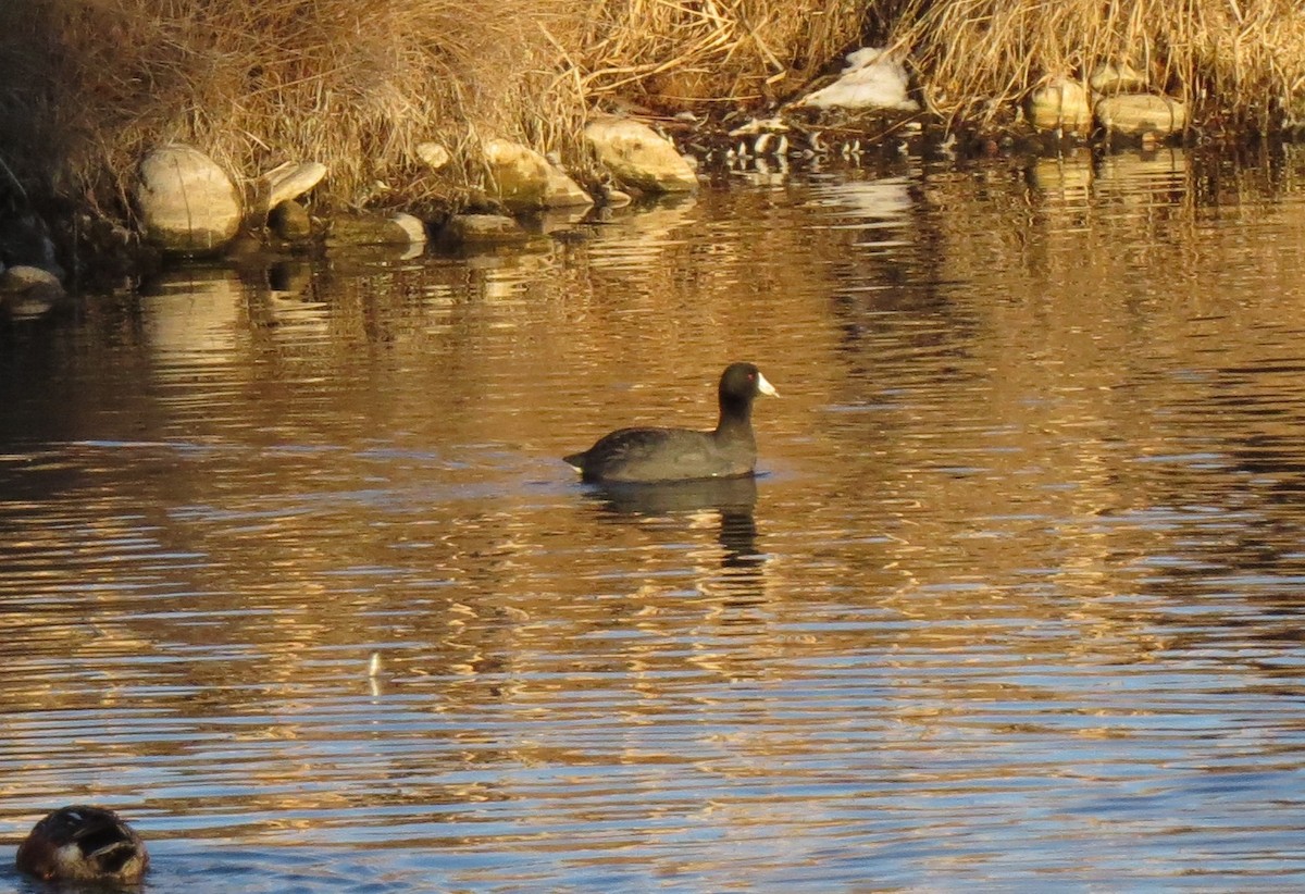 American Coot (Red-shielded) - JoAnn Potter Riggle 🦤