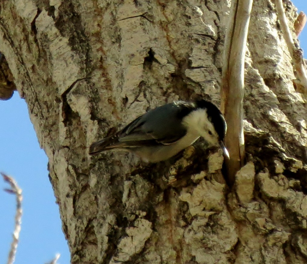 White-breasted Nuthatch - JoAnn Potter Riggle 🦤