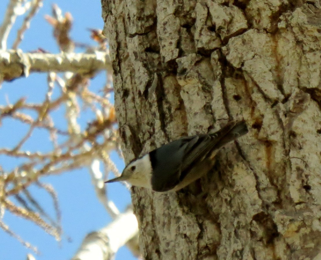 White-breasted Nuthatch - ML127151511