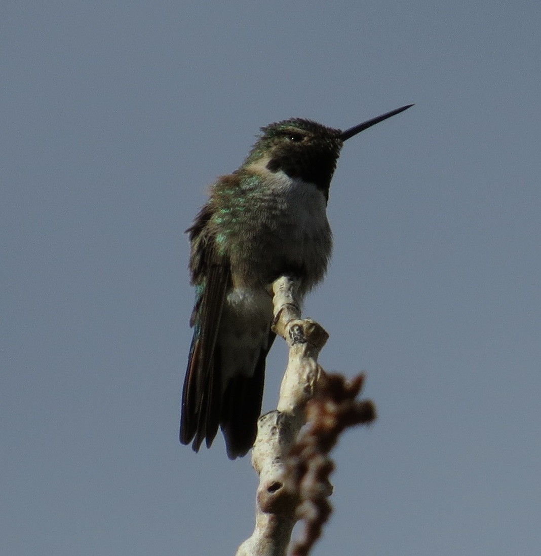 Broad-tailed Hummingbird - ML127154111