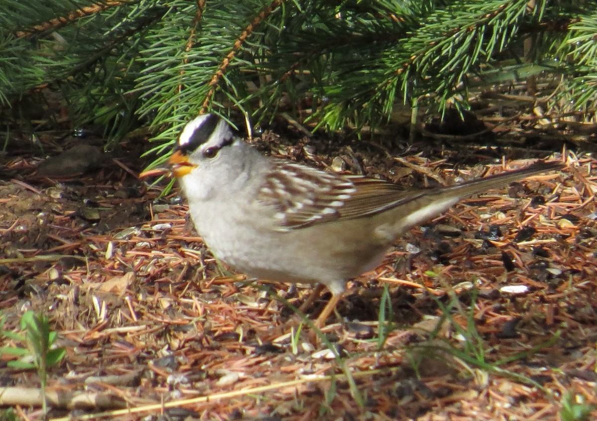White-crowned Sparrow - ML127154161