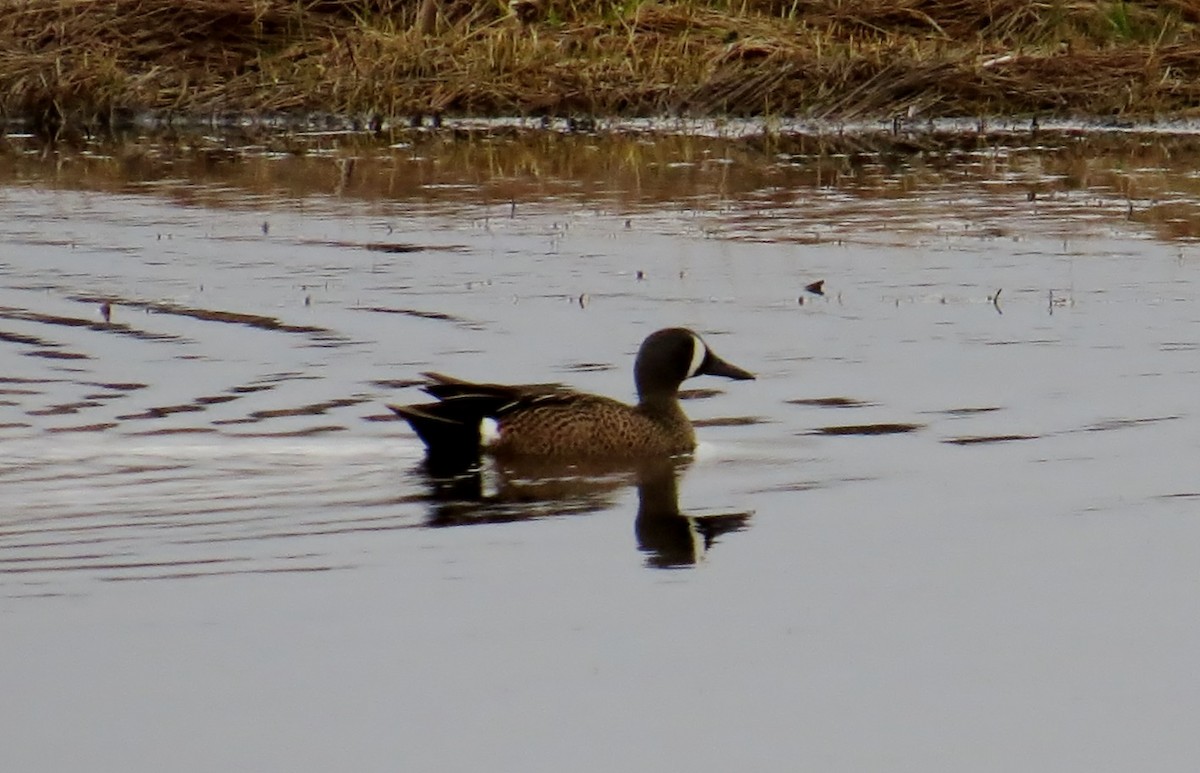 Blue-winged Teal - ML127155001