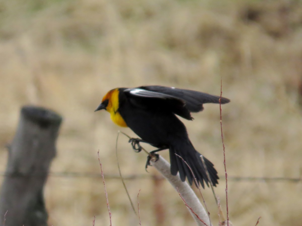 Yellow-headed Blackbird - ML127155301