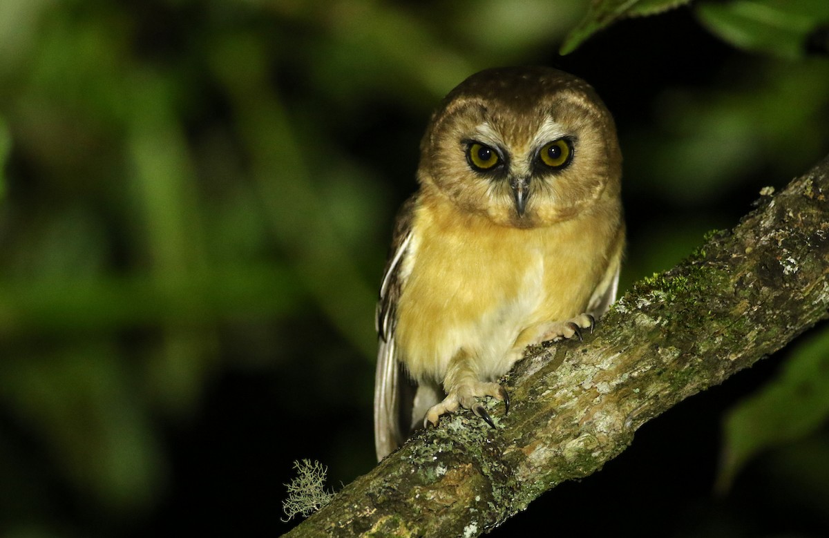 Unspotted Saw-whet Owl - ML127157311