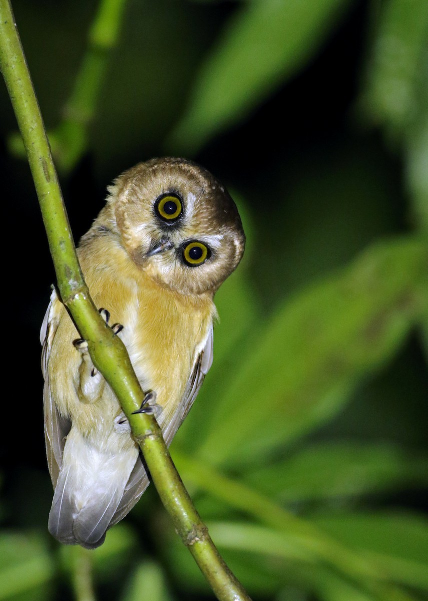 Unspotted Saw-whet Owl - ML127157361