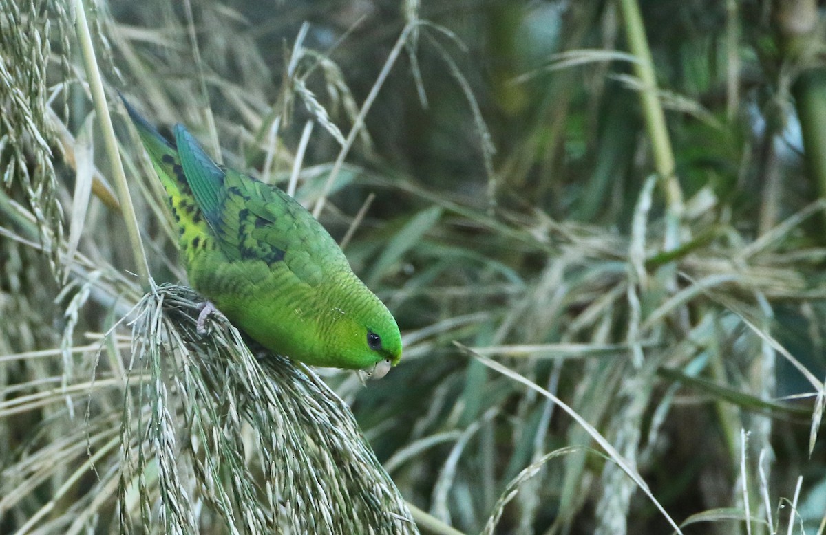 Barred Parakeet - Anonymous