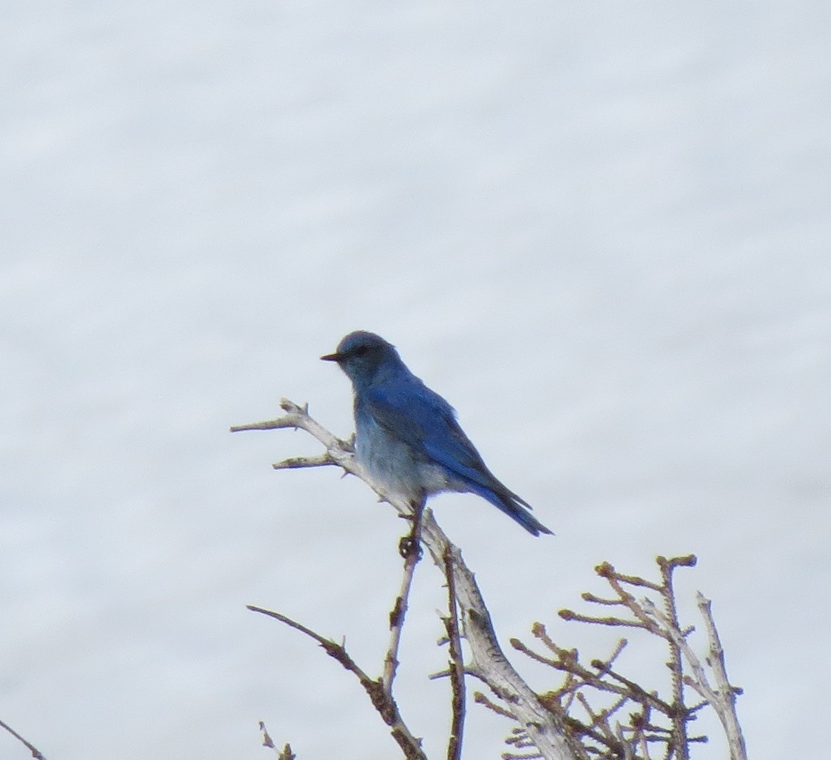 Mountain Bluebird - JoAnn Potter Riggle 🦤
