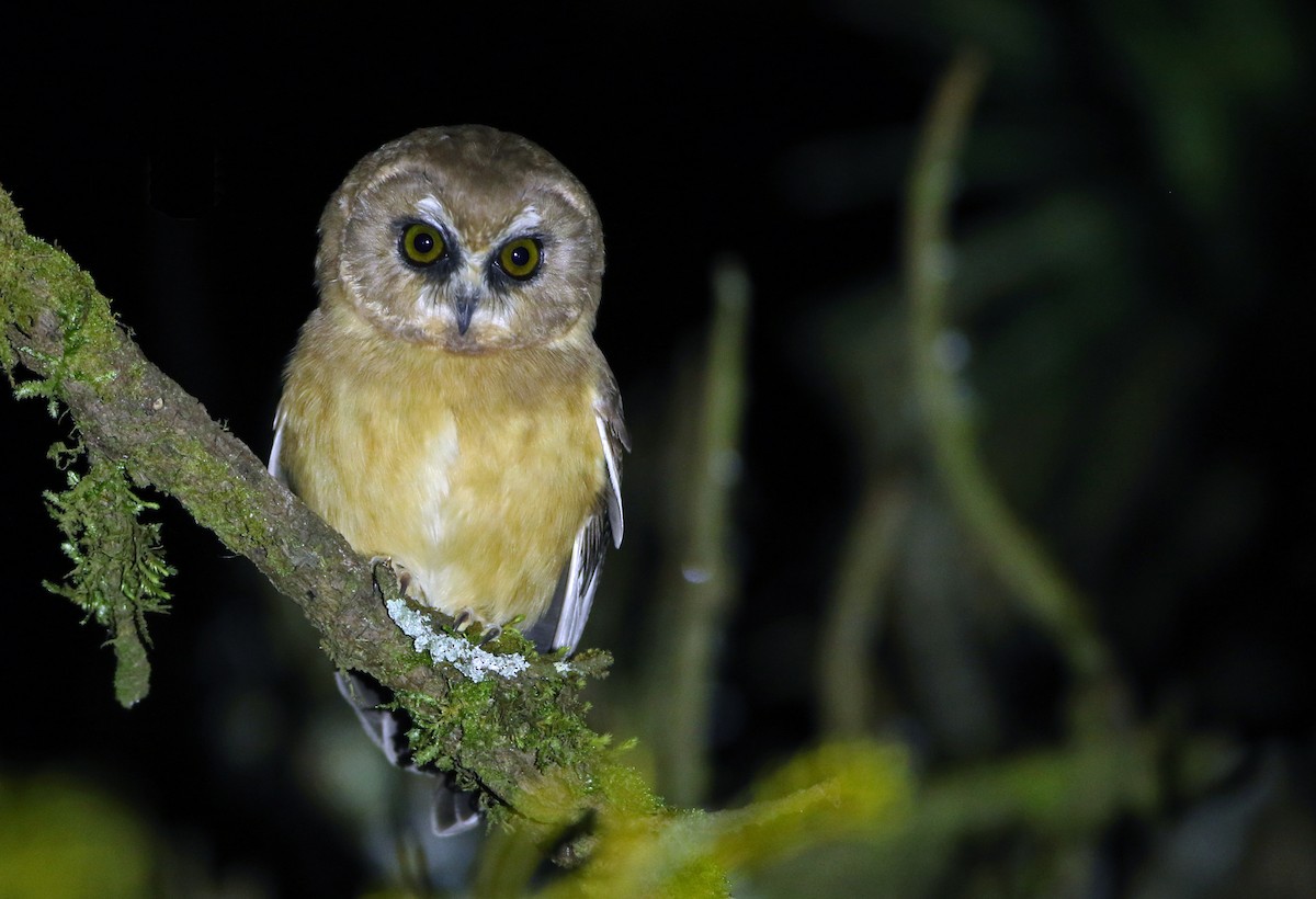 Unspotted Saw-whet Owl - ML127162761