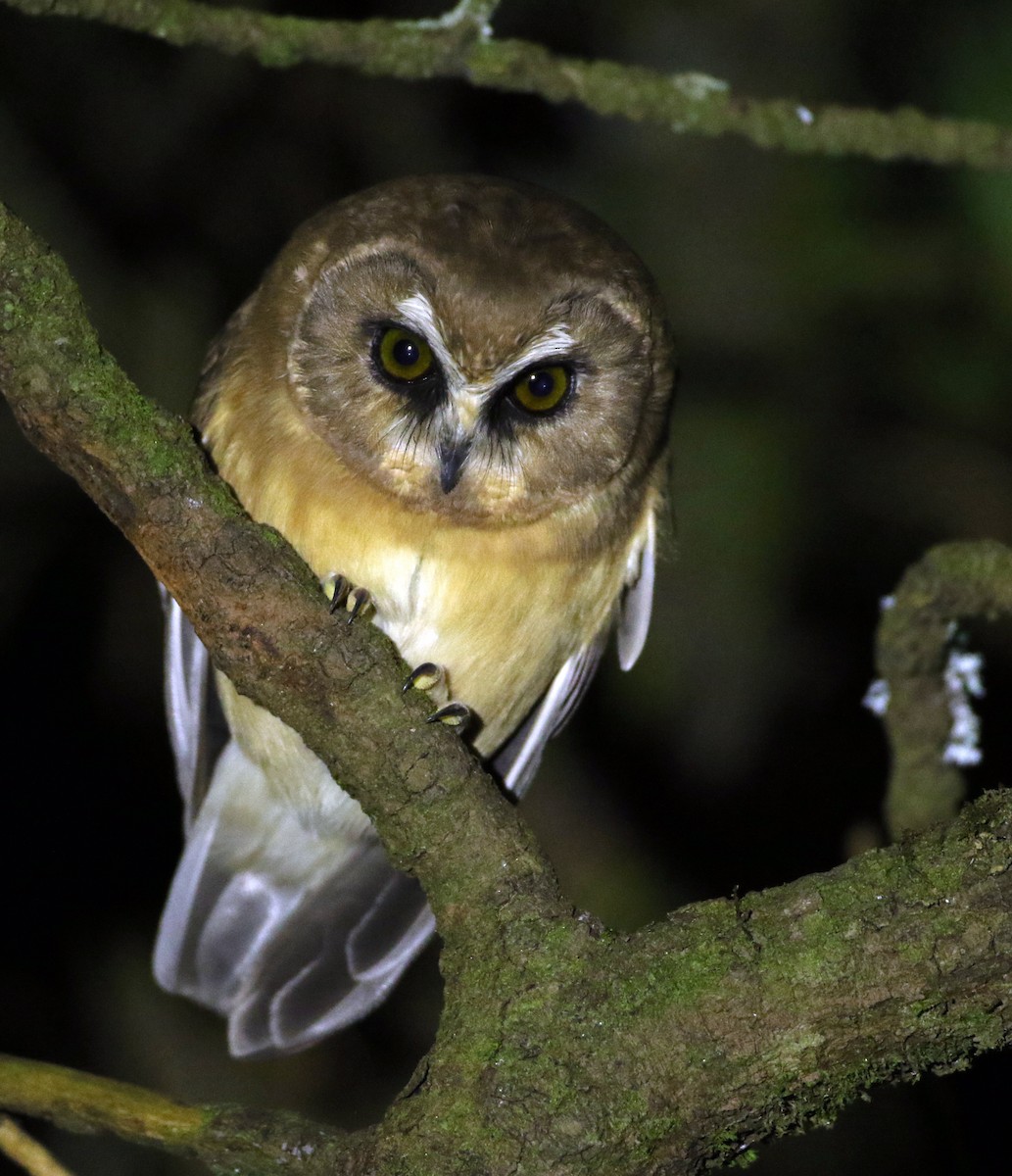 Unspotted Saw-whet Owl - ML127162791