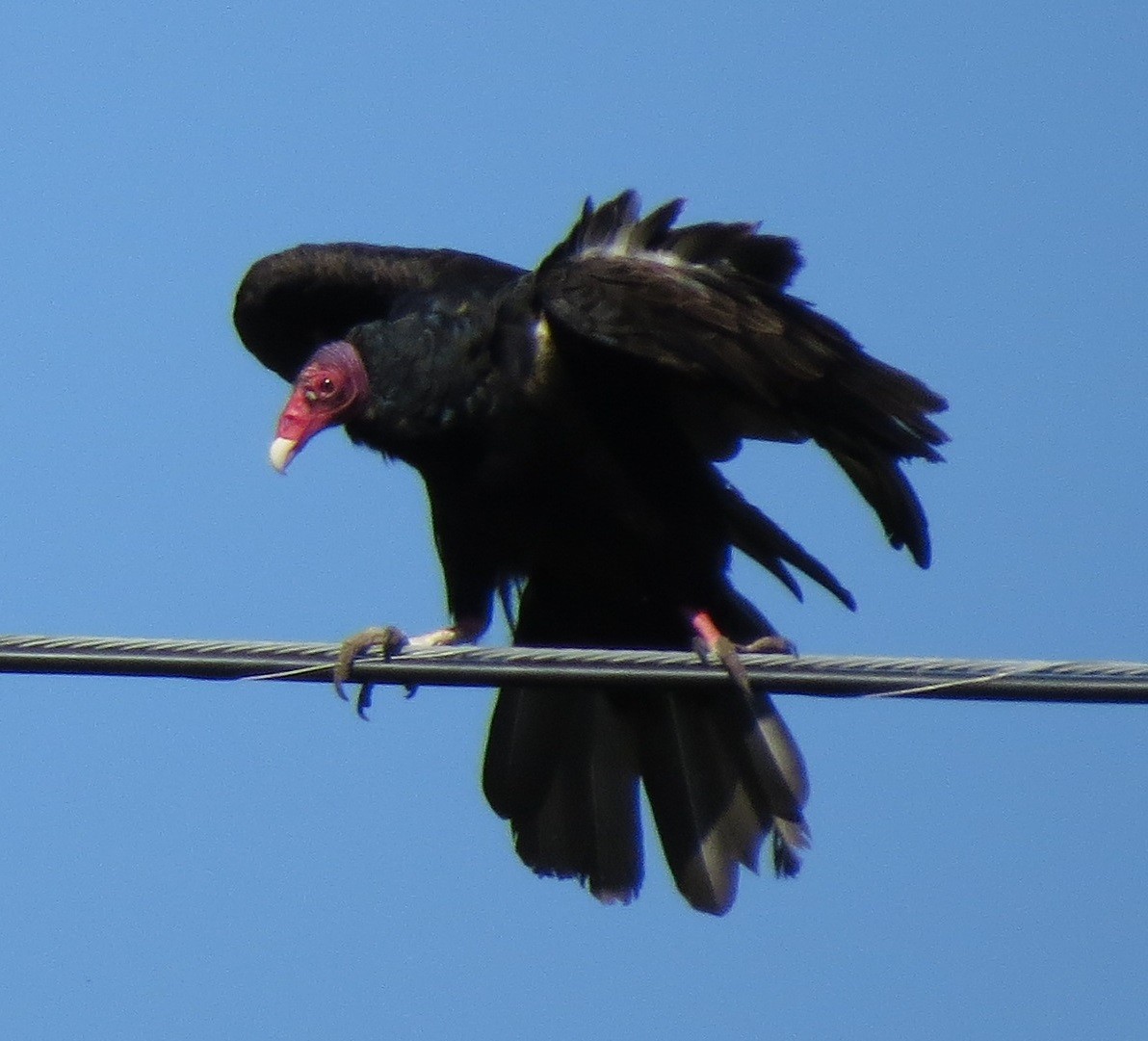 Turkey Vulture - ML127164381