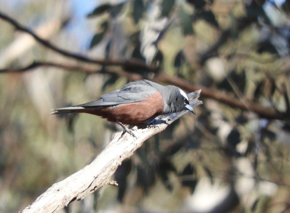 White-browed Woodswallow - ML127166821