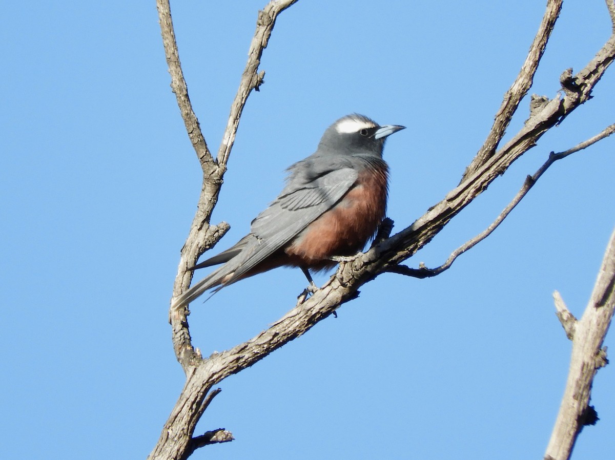 White-browed Woodswallow - ML127166831