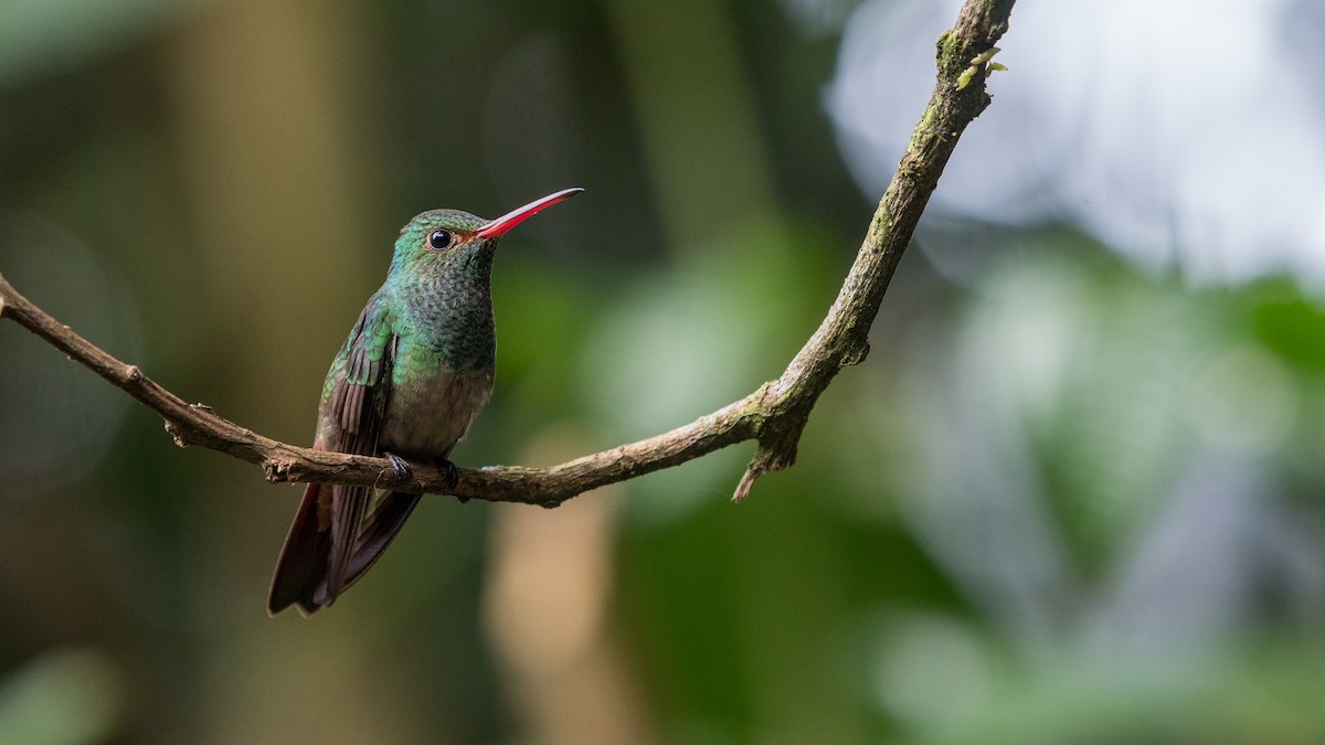 Rufous-tailed Hummingbird - Hans Norelius