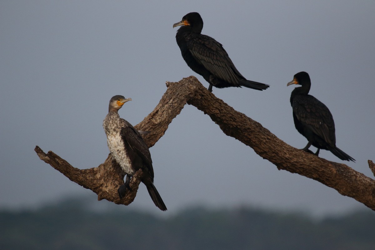 Indian Cormorant - Anish Aravind