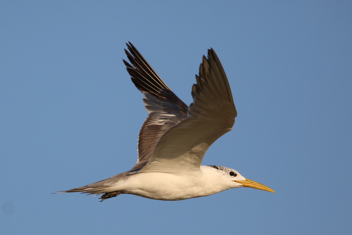 Great Crested Tern - Oscar Campbell