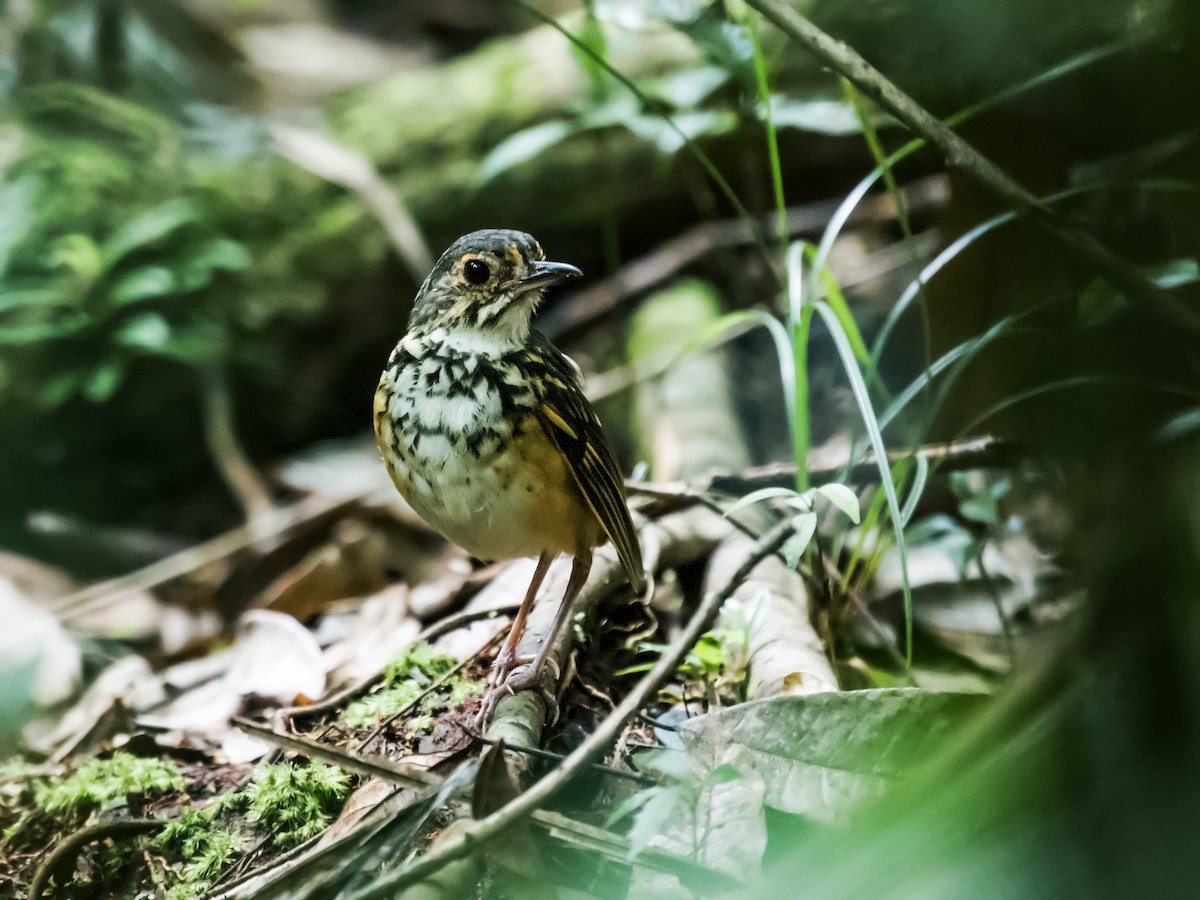 Spotted Antpitta - ML127171461