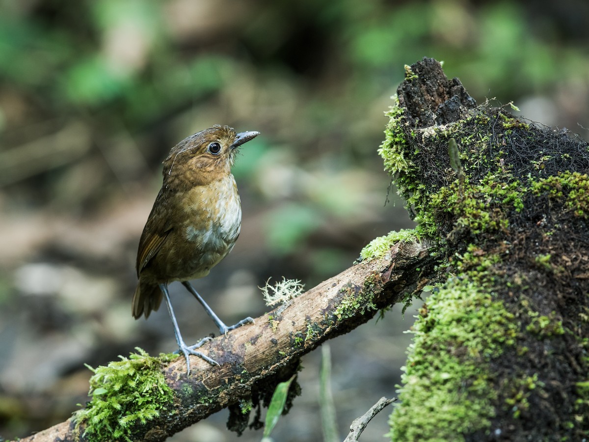 Brown-banded Antpitta - ML127171681